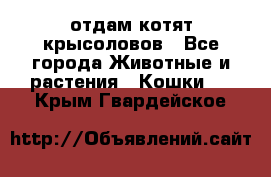 отдам котят крысоловов - Все города Животные и растения » Кошки   . Крым,Гвардейское